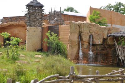 Gorille de l'Ouest - 2013