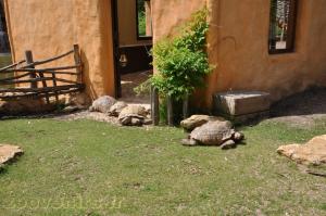 Tortue à éperons