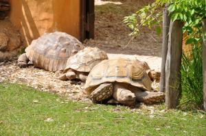 Tortue à éperons