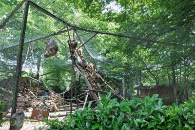 Macaque rhésus - 2013