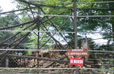 Macaque rhésus - 2013