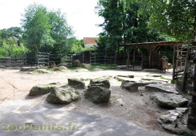 Mouflon à manchettes - 2013