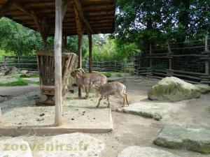 Mouflon à manchettes