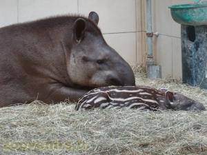 Tapir terrestre