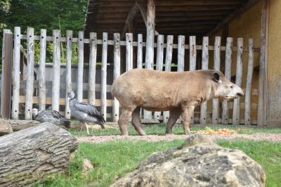Tapir terrestre - Kamichi à collier - 2013