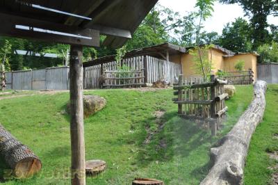 Tapir terrestre - Kamichi à collier - 2013