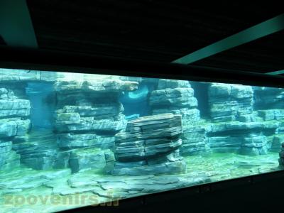 Manchot de Humboldt - 2013