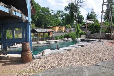 Manchot de Humboldt - 2013