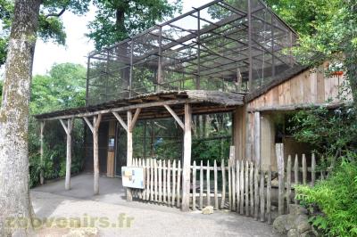 Ara hyacinthe - 2013