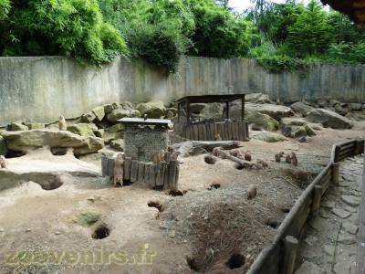 Chien de prairie - 2013