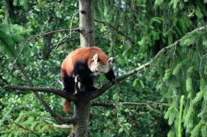 Panda roux
