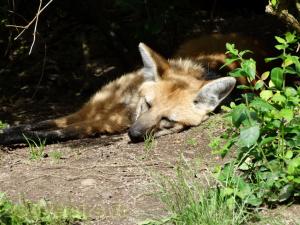Loup à crinière 