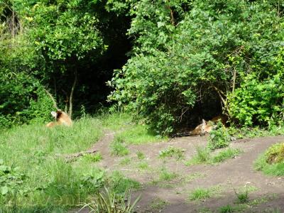 Loup à crinière - 2013