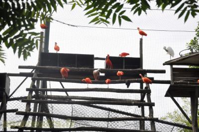 Grande aigrette - Ibis rouge - Spatule rose - 2013