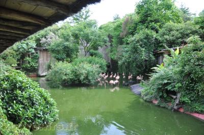 Flamant du Chili - 2013