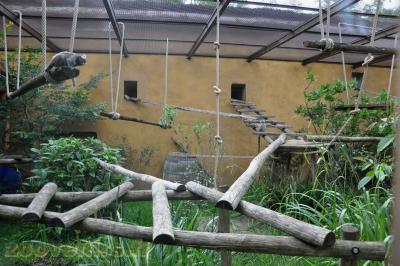 Ouistiti à toupets blancs - 2013