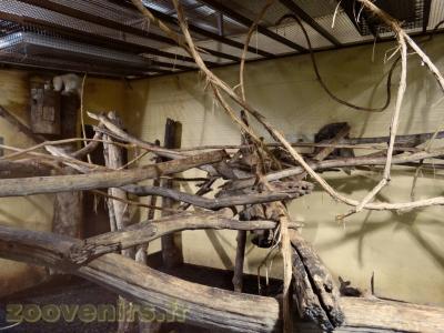 Fourmilier arboricole - 2013