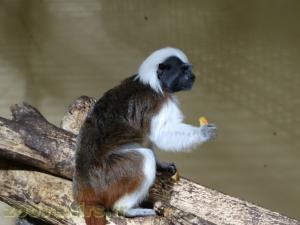 Tamarin pinché