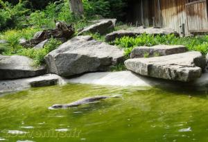 Loutre du Canada