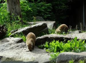 Loutre du Canada