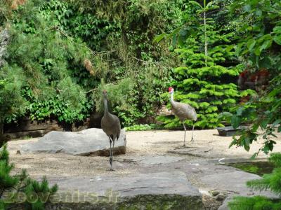 Grue du Canada - 2013