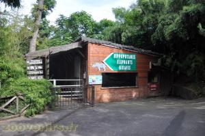 Hippopotame amphibie