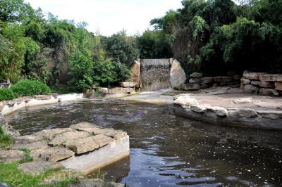 Hippopotame amphibie - 2013