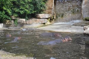 Hippopotame amphibie 