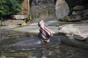 Hippopotame amphibie