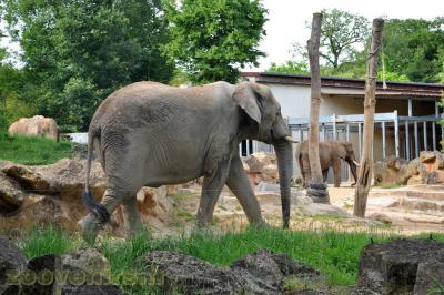 Eléphant d'Afrique - 2013