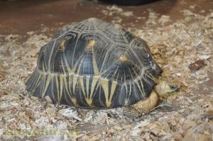 Tortue rayonnée