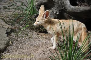 Fennec