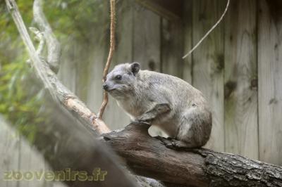 Daman des rochers - 2013