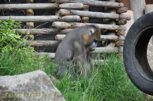 Mandrill 
