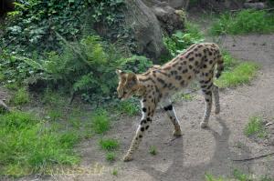 Serval