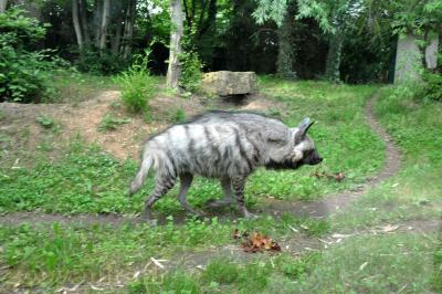Hyène rayée - 2013
