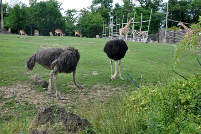 Plaine africaine - 2013