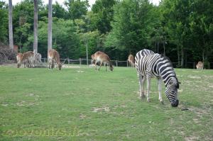 Plaine africaine 