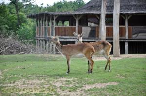 Cobe de Lechwe 