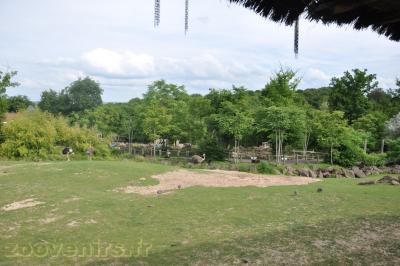 Plaine africaine - 2013