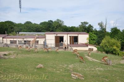 Plaine africaine - 2013