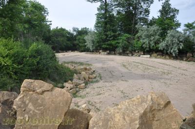 Rhinocéros blanc - 2013