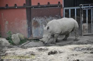 Rhinocéros blanc