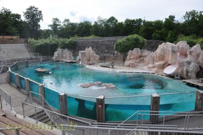 Otarie de Patagonie - Otarie de Californie - 2013