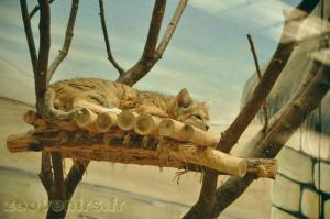 Chat du désert