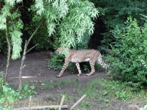 Guépard 