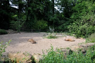 Hyène tachetée - 2013