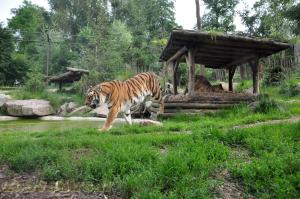 Tigre de Sumatra