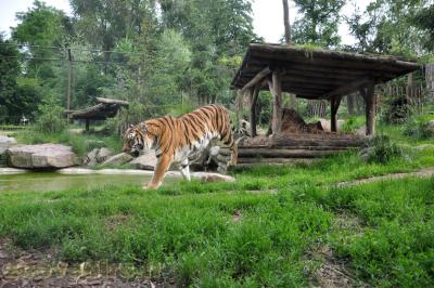 Tigre de Sumatra - 2013