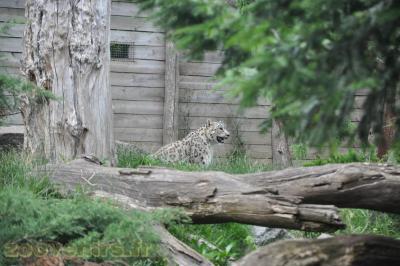 Panthère des neiges - 2013